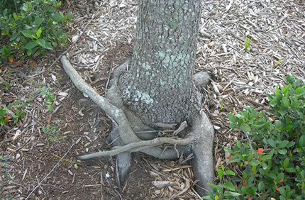 Girdling Root On Parking Lot Live Oak