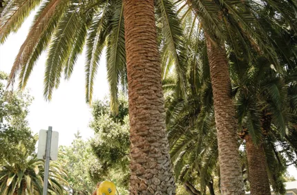 The Best Time To Prune Palm Trees