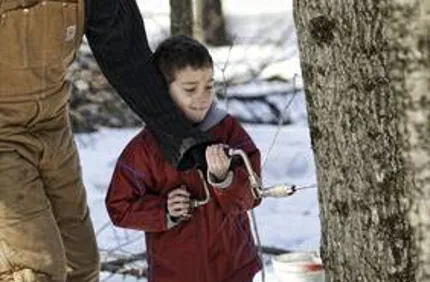 Does Tapping Damage Maple Trees Davey Tree