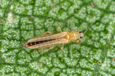 Thrips