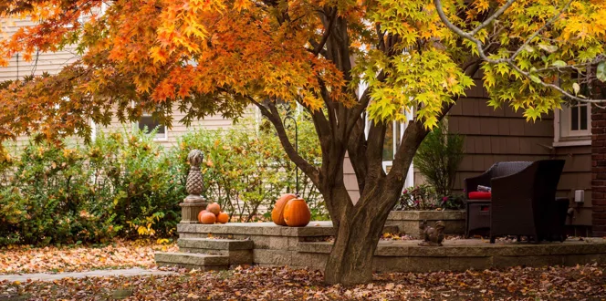 What Month Do Trees Change Color And Fall Davey Tree