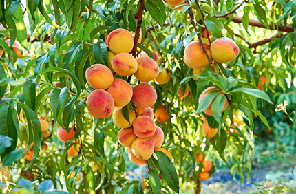 Peach Tree Leaf Disease