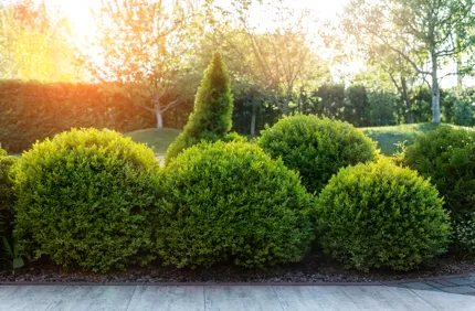 Boxwood shrubs