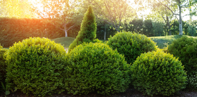 Seasonal Boxwood Shrub Care Davey Tree