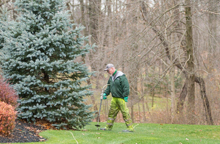 Best Time To Fertilize Evergreens