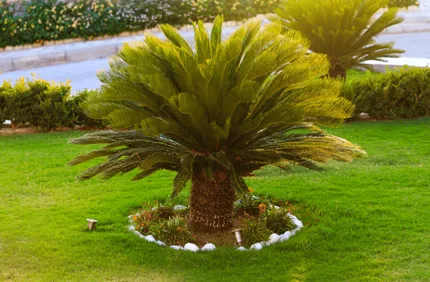 What Kind Of Palm Tree Do I Have