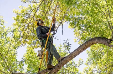 What Is Pruning Davey Arborist Pruning A Tree Davey Tree