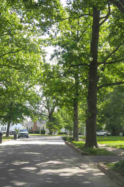 How to Identify An Eastern Redbud Tree | Davey Tree