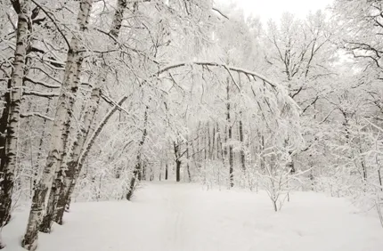 Frozen Tree Branches