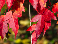 Flame Amur Maple600x450