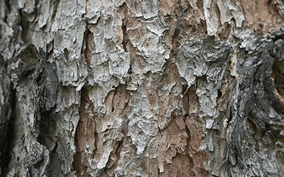 What Does White Pine Bark Look Like