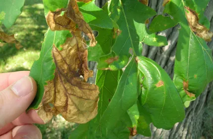 091715 Leaf Disease Oak Anthracnose
