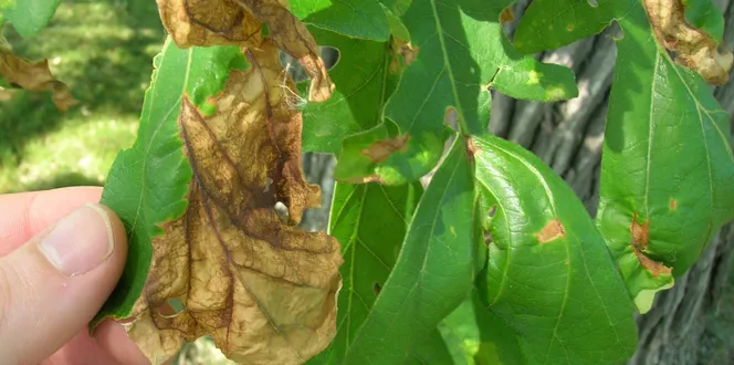 091715 Leaf Disease Oak Anthracnose
