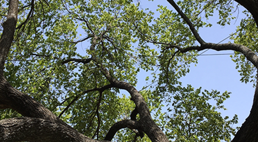 What is Cabling and Bracing a Tree | Davey Tree