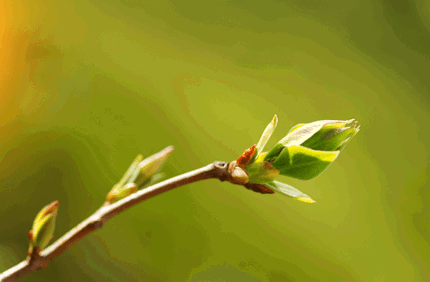 Tree Not Leafing Out