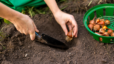 Best Bulbs To Plant In Fall