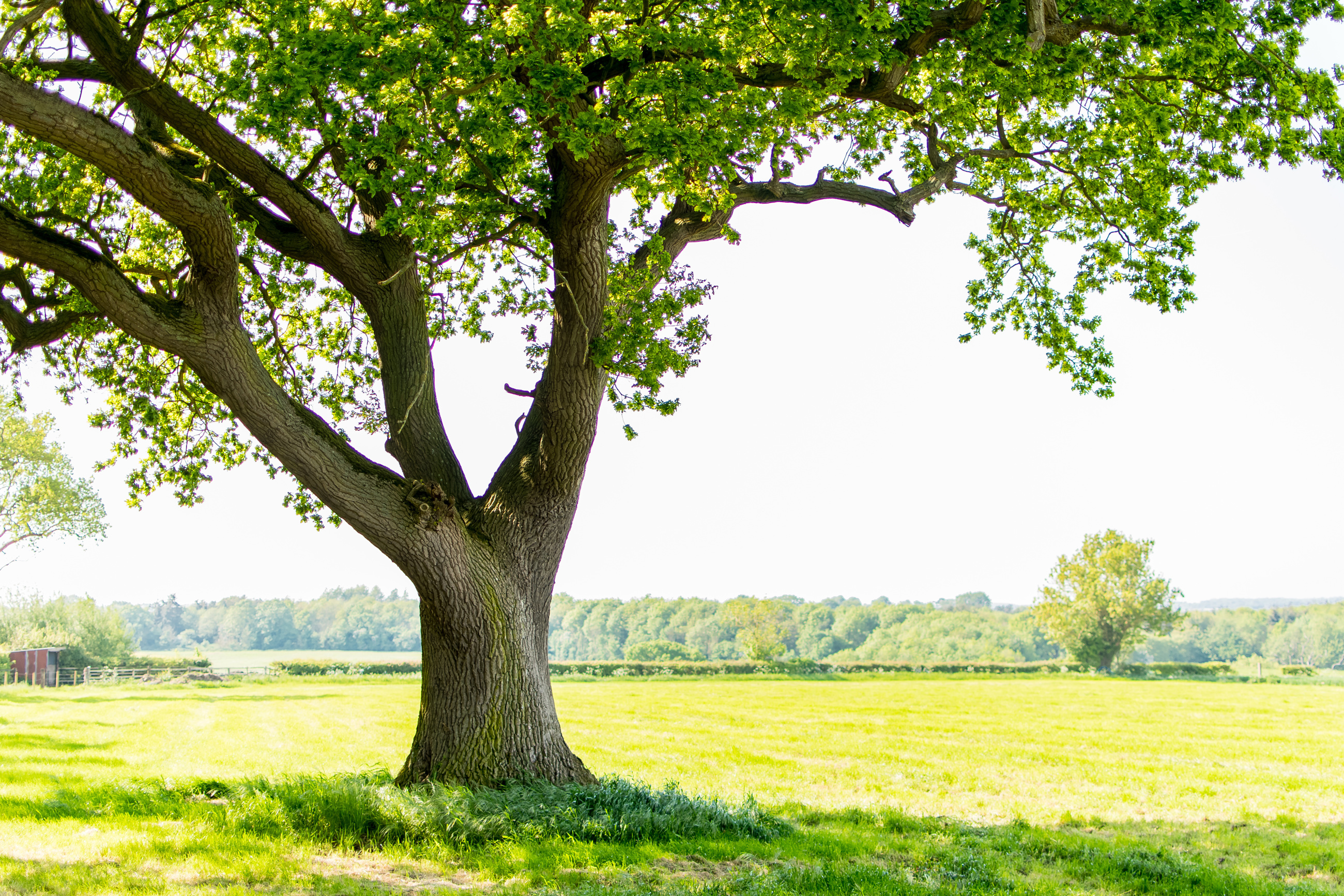 What Trees Increase Property Value | Davey Blog | Davey Tree