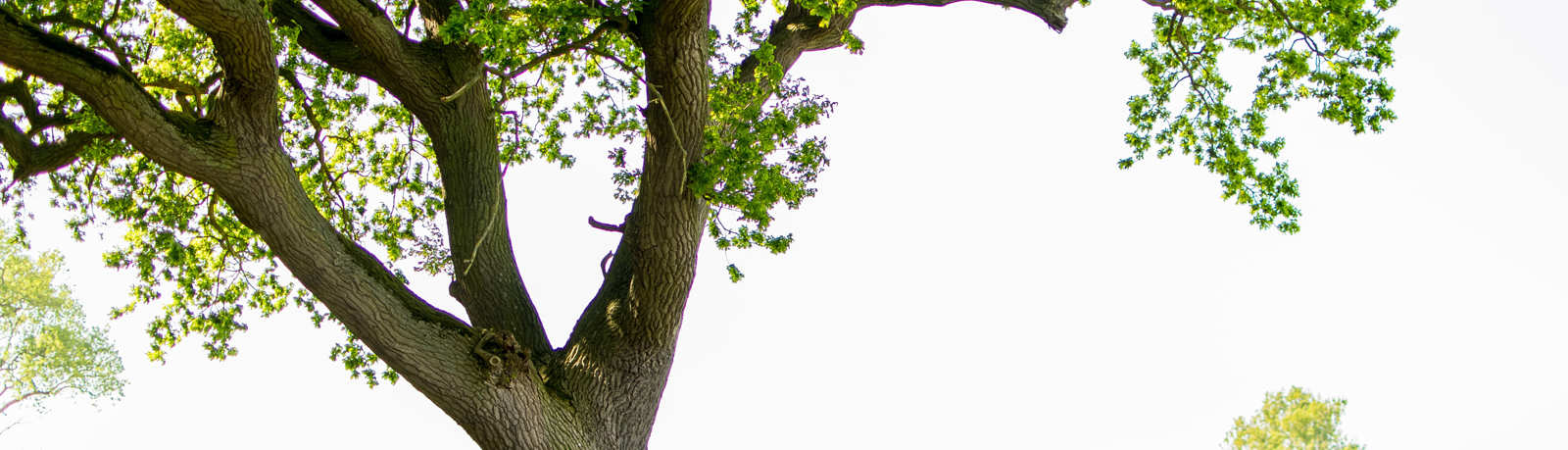 Tree Scale Symptoms & Management | Davey Tree