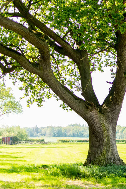 What Is Tree Topping and Why Topping Is Harmful to Trees | Davey Blog ...