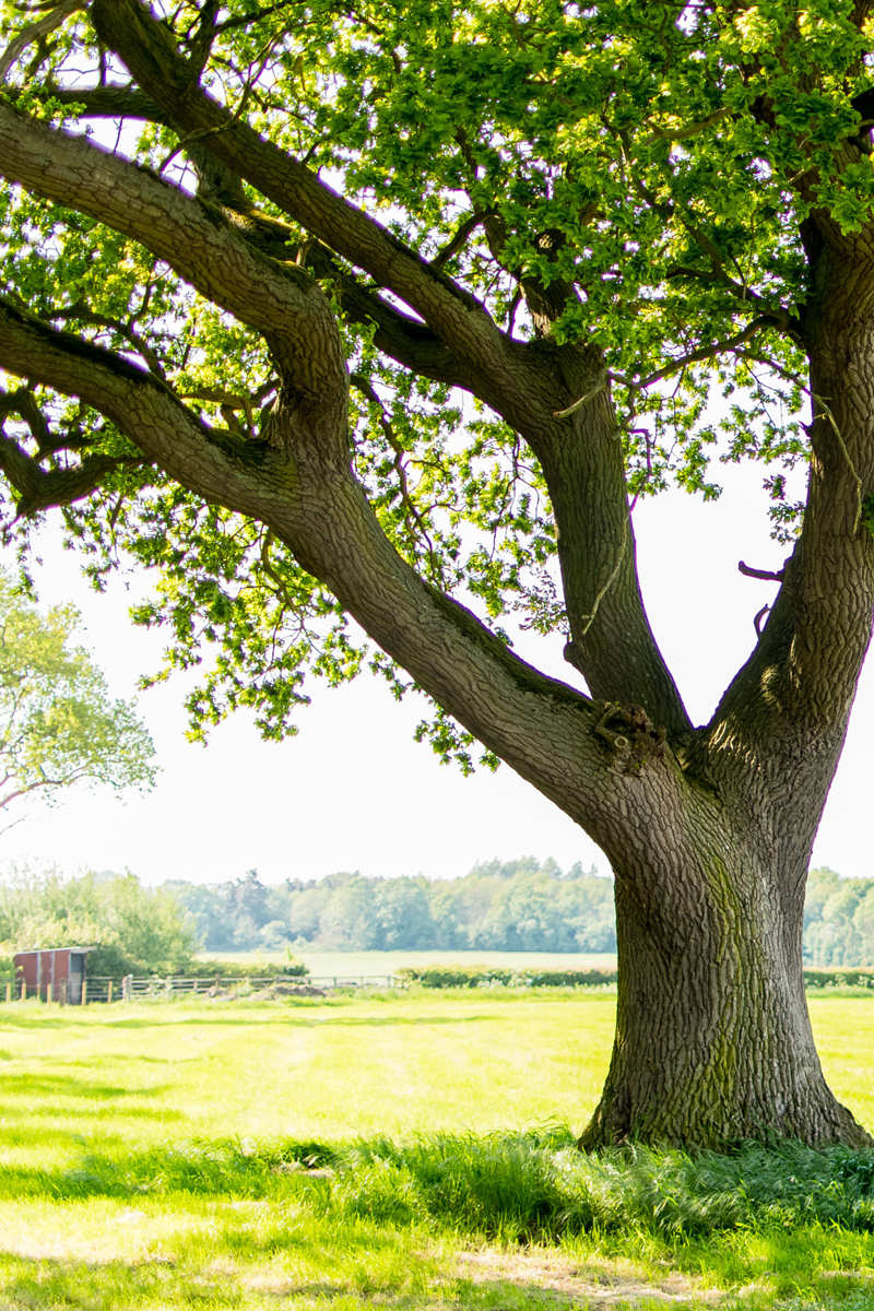 Oak Tree Identification Guide | Davey Tree
