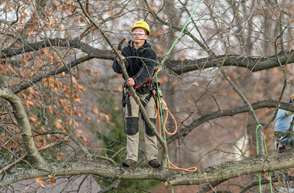 Dormant Pruning 600X400