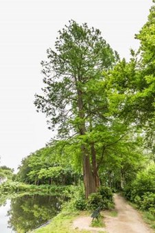 Dawn Redwood Fast Growing Tree Davey Tree