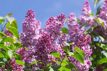 Lilac Shrub Tree