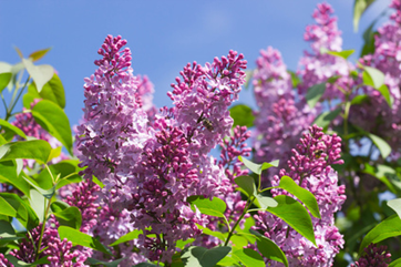 Lilac Shrub Tree
