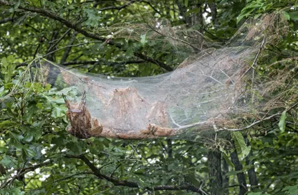 Davey Tree Fall Webworm