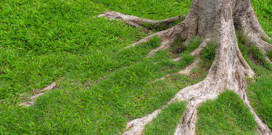 Are Exposed Tree Roots a Bad Thing? Get to the Root of the Problem ...
