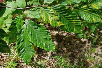 Beech Tree Leaf Disease