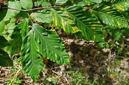 Beech Tree Leaf Disease