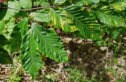 Beech Leaf Disease