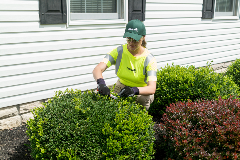 Shrub Pruning