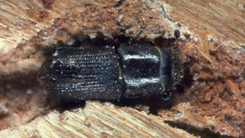 Southern Pine Beetle 600X338