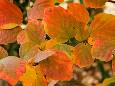 Fothergilla Mt Airy600x450