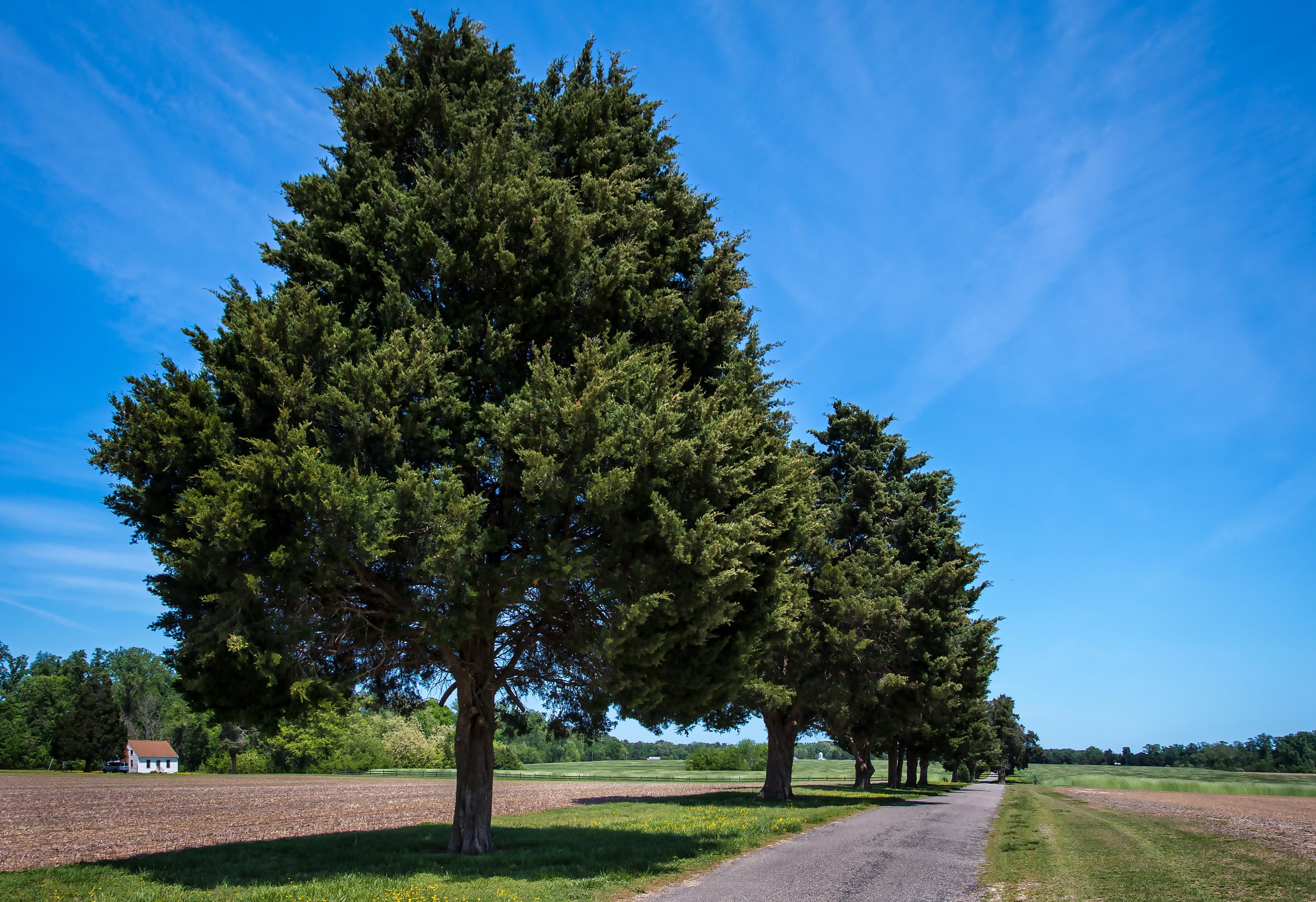 Eastern Redcedar