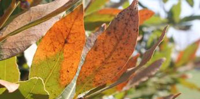 Tree With Transplant Shock Brown Leaves On New Tree Davey Tree