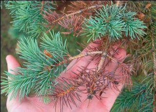 Blue Spruce Tree Needles Turning Yellow Brown Then Dropping