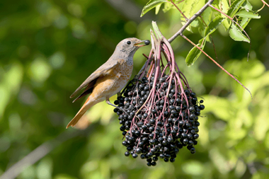 Elderberry Trees For Birds