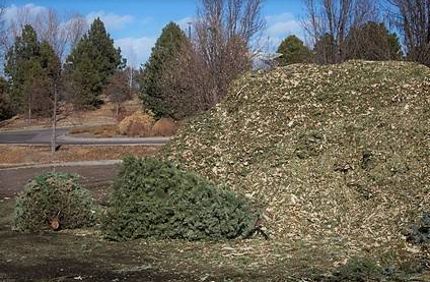 Recycle Christmas Tree Into Mulch Or Compost Davey Tree