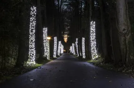 Christmas Lights Wrapped On Trees