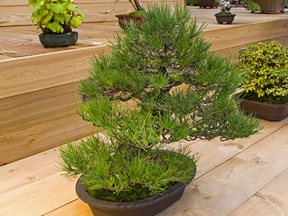 Dwarf Japanese Black Pine