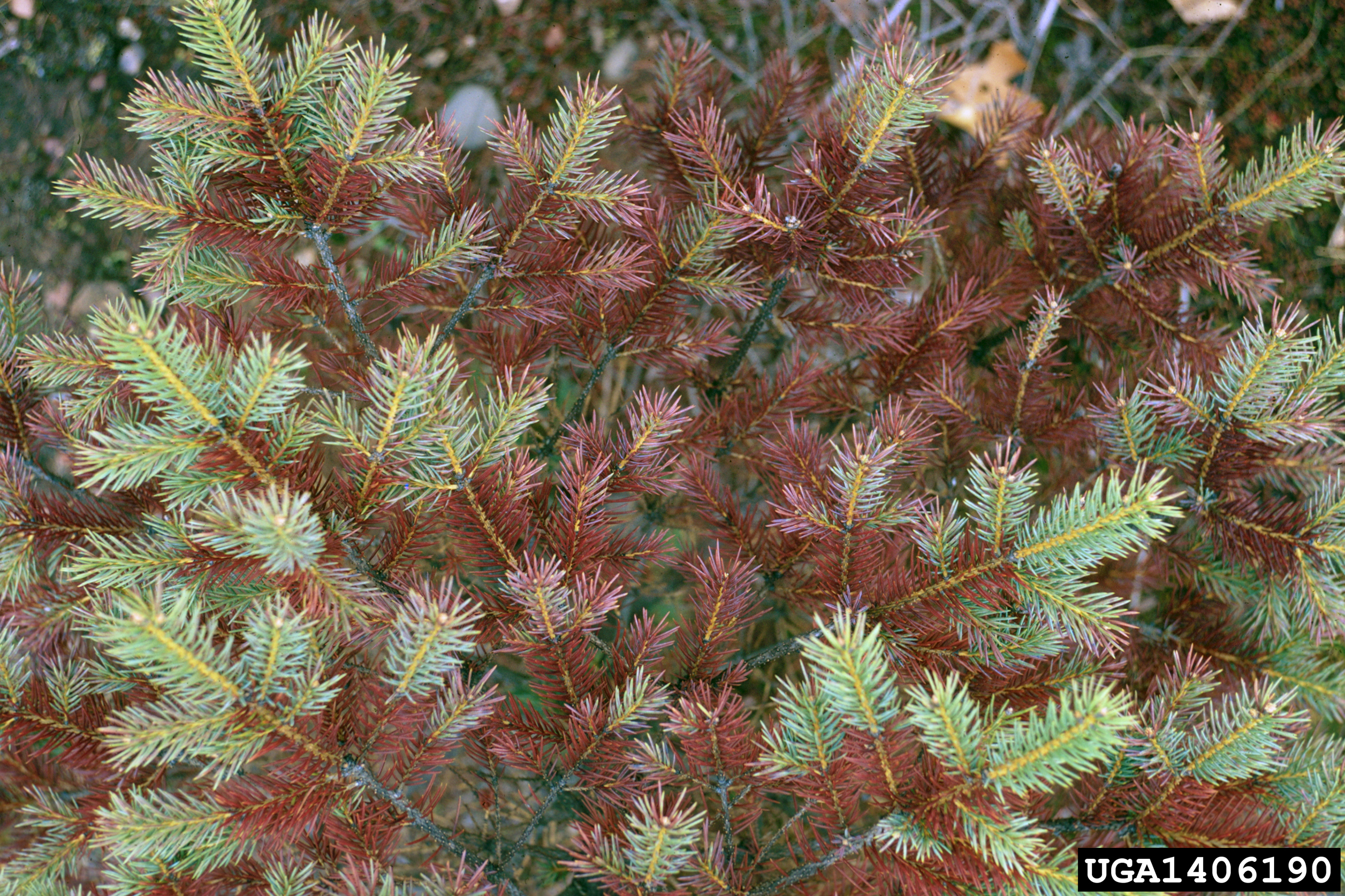 Blue Spruce Tree Needles Turning Yellow Brown Then Dropping