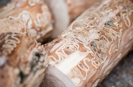 How To Identify Tree Borers