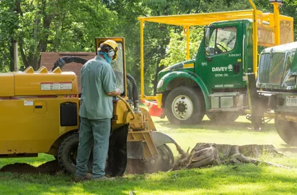 Stump Grinding