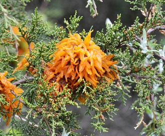 Treatment for Orange Balls on Cedar & Juniper Trees (Rust Fungus)