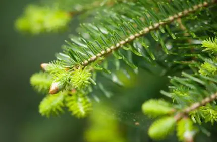Christmas Tree Budding Or Growing Pine Cones Davey Tree