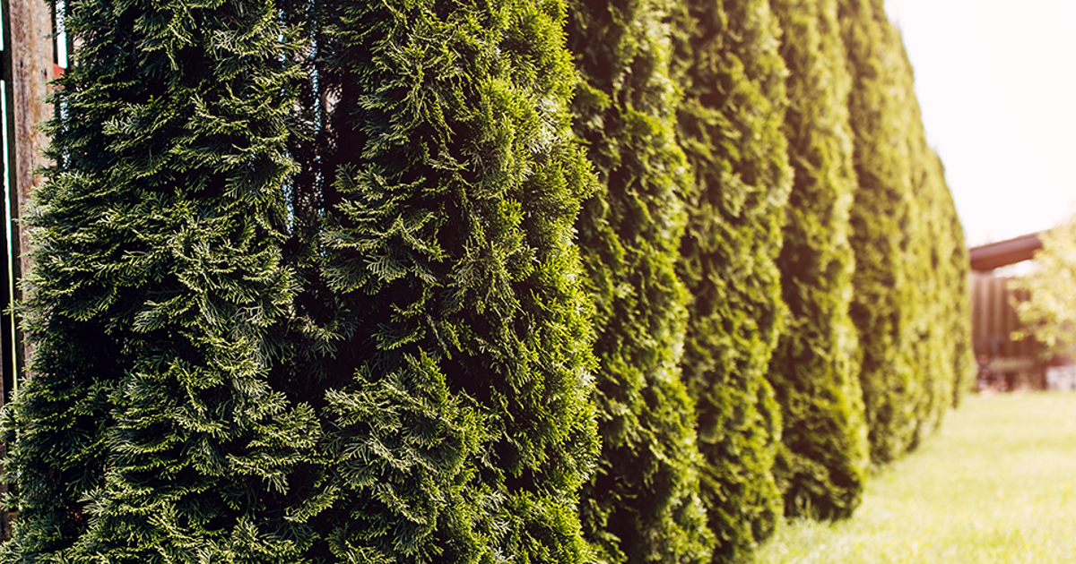 How much can you prune in the fall?