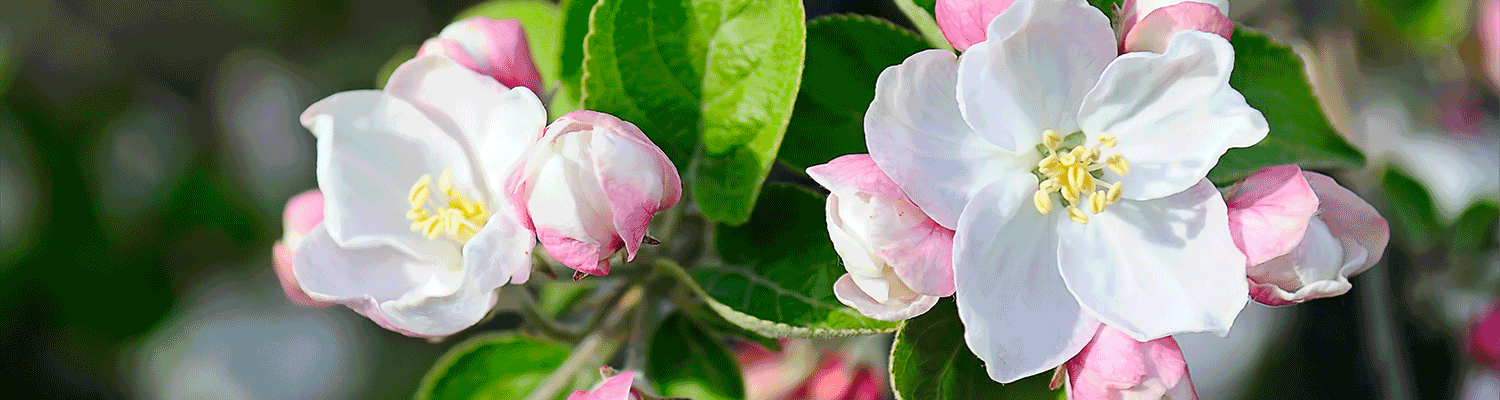 Fruit Tree Care in Early Spring Davey Tree